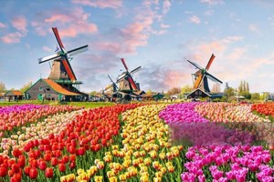 荷兰的风车、郁金香与无限魅力。（图：互联网）