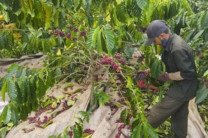 2024-2025年咖啡造嘉莱省达朵县果农丰收。