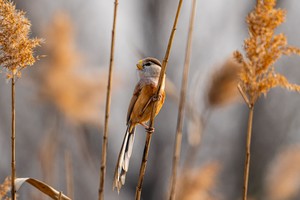 （示意图：互联网）