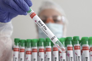 墨西哥卫生部当地时间4日证实，该国已确诊首例人感染H5N1型禽流感病毒病例。（示意图：互联网）