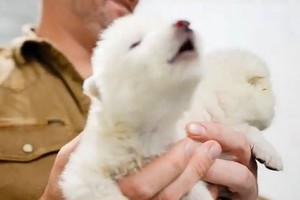 科学家孕育出万年前恐狼