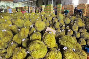 由于地理相近，我国农产品出口到中国更加便利，能够保持产品的天然质量和新鲜度。（图：VGP）