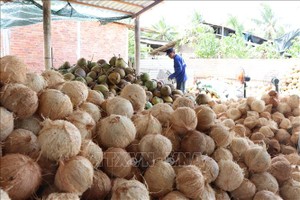 槟椥农民正加工以剥除原料干椰壳。