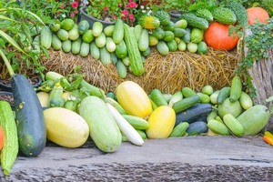 春吃芽，夏吃瓜！「夏瓜」怎么吃最健康？