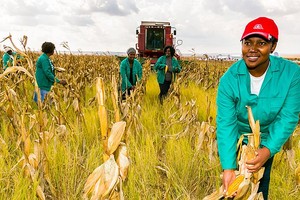 南非农夫正在收获玉米。（图：互联网）