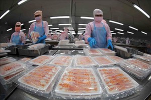 明富水产集团加工冷冻虾产品出口。