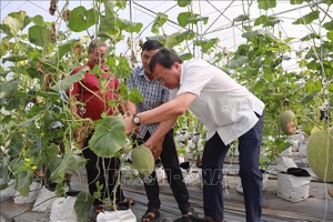 省人委会主席黎文杭(白衣)视察州城县良和A乡哈密瓜种植模式。