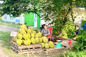 芹苴市丰田县果农沿着61C国道推销榴梿。