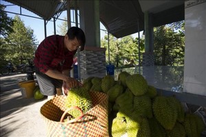 槟椥省州城县新富乡榴梿果园收成一瞥。