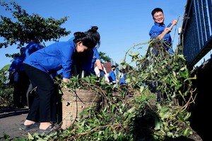 志愿者在六呈涌沿线携手清理垃圾、疏通水流、改善环境景观。（图：越通社）