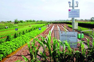 河内一VietGAP标准蔬菜产区的天气测量系统。（图：KNHN）