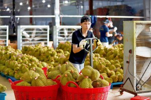 榴梿正在越南一家出口包装厂分类。