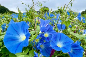 （示意图：互联网）