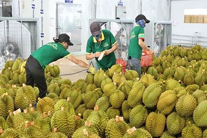 一家榴梿加工厂，工人们正在给即将出口到中国市场的榴梿贴牌。（示意图：禅镫）