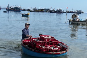 广义省渔民近岸捕获大量蓝圆鲹