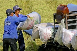 后江省渭水县夏秋水稻收割场景。