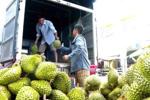 南部西区的榴梿正处于末造。（图：互联网）