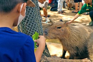小朋友们喜欢喂水豚。（图：TTO）