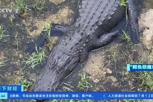 美计划建造新的“鳄鱼恶魔岛”。（图：CCTV视频截图）