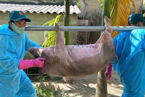 兽医工作人员将死亡的病猪抬去销毁。（图：陈梅）