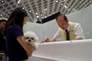 东航深圳迎首个“毛孩子”旅客