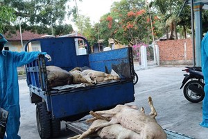 职能力量将死亡的病猪堆放后运去销毁。