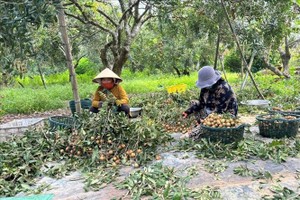 本市和协乡农民正在龙眼园里加工龙眼。（图：越通社）