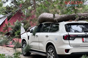 汽车被绿树折枝击中。