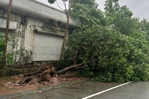 三号台风22日上午登陆宁平省金东乡沿海地区，引发强风暴雨，刮倒了宁平省体育馆附近的不少树木。