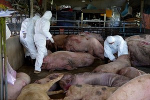 今年前7个月，在全国34个省市中的30个，已爆发650起非洲猪瘟疫情，总共4万3000头猪感染、死亡，必须强制扑杀。（图：诚事）