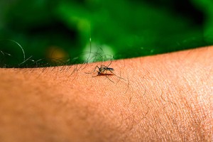 世卫警告基孔肯雅热病毒扩散全球多地。（示意图：互联网）