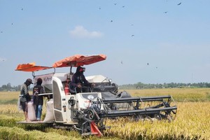 东川四角州农民正在收割水稻。