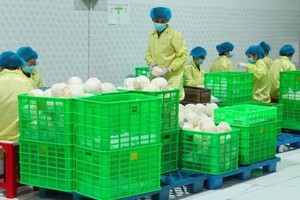 附图。图自越通社