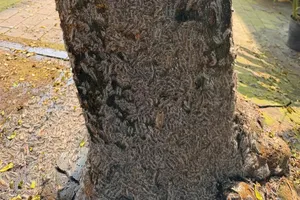 Sâu “lạ” xuất hiện trong khu dân cư Phú Hòa 