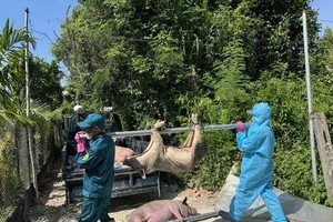 非洲猪瘟疫情复杂多变，但疫苗尚未广泛使用。