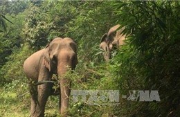 林同省一人上山采笋 疑遭大象袭击身亡