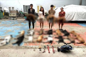 胡志明市公安厅发现并受理中美西坊偷狗与贩卖狗只团伙。