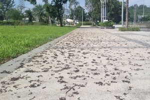 图 : 数千条蚯蚓爬上人行道后成片死亡的异常景象。