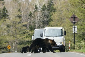 日本知床国立公园内道路上的棕熊。2025年5月摄于北海道斜里町。