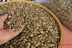 图：咖啡价格每公斤正逼近10万元关口。