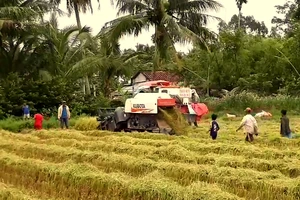 Học sinh lớp 6 đi bắt chuột bị máy gặt lúa cuốn đứt lìa cánh tay