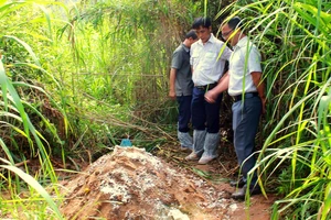 Băn khoăn nên chôn hay đốt heo mắc dịch tả châu Phi