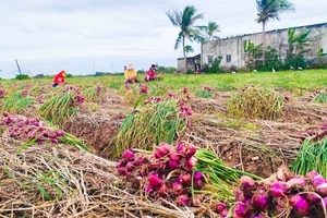 Xứ sở hành tím Vĩnh Châu về đích nông thôn mới