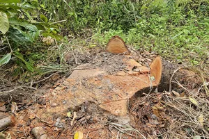 Xác minh vụ đốn hạ cây xanh tại Hồ Nước Ngọt