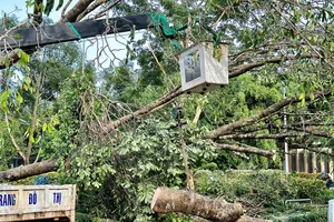 Trắng đêm dọn cây xanh ngã đổ do trời mưa