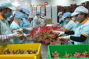 Tìm cách tiêu thụ 30.000 tấn thanh long Châu Thành