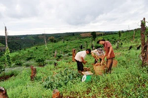 Đất đai tại huyện Tuy Đức, Đắk Nông