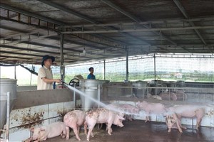 面对非洲猪瘟疫情的复杂演变，养猪户加强做好疫情防控工作。