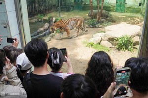 游客参加草禽园2025 年 5 月为退役老虎举行的生日派对和告别活动。