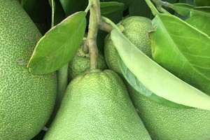 柚子是秋天的“黄金果” （图：互联网）。